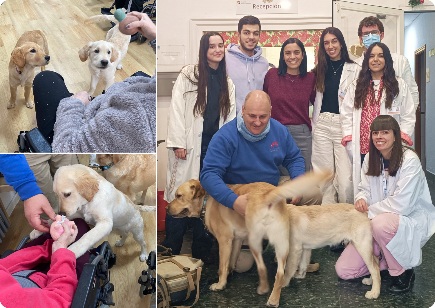 Terapia con animales: bienestar emocional y estímulo compartido en Hestia Health Esquerdo